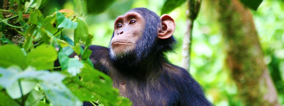 8 Days Uganda Luxury Tour - Gorilla Trekking, Wildlife & Chimpanzees 1 8 Days Luxury Tour in Uganda