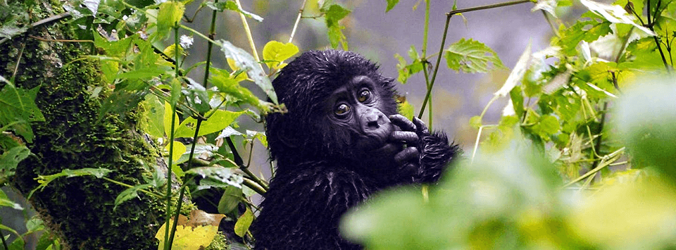 9 Days Luxury Rwanda Safari - Mountain Gorillas, Wildlife & Chimpanzee Trekking 1 9 Days Rwanda Safari Holiday