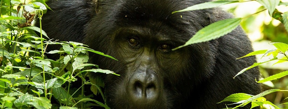 12 Days Rwanda Primates & Wildlife Safari