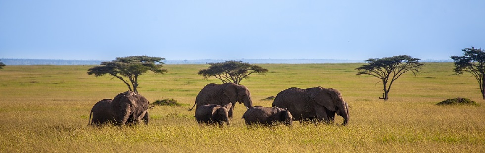 3 Days Akagera Game Viewing Safari