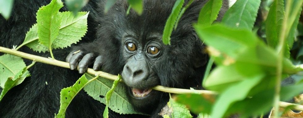 5 Days Rwanda Uganda Gorilla Safari
