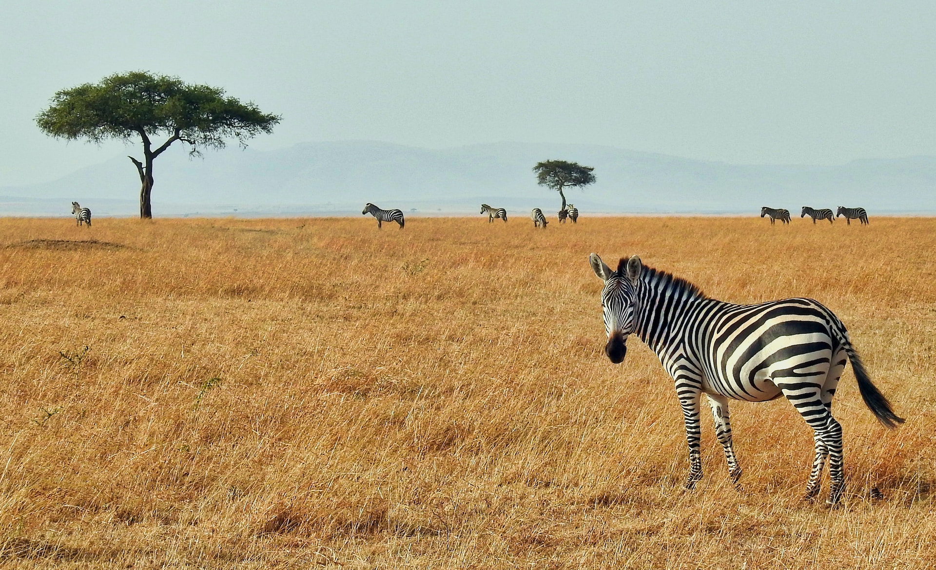 20-Day Exclusive Kenya, Tanzania, and Zanzibar Safari: Wildlife and Beaches