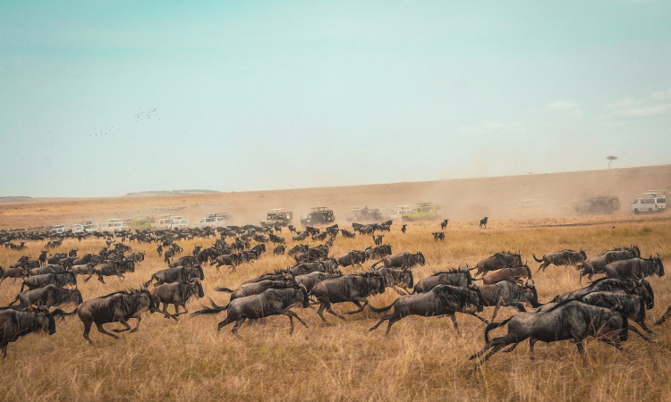 21-Day Grand Safari Experience - Luxury Adventure Across East Africa