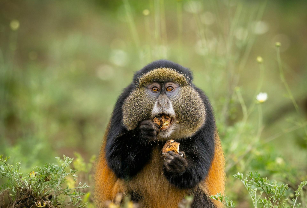 3-Day Rwanda Gorilla & Golden Monkey Tour