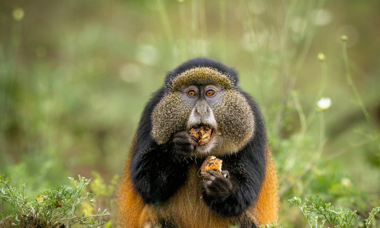 3-Day Fly-In Gorillas & Golden Monkeys Tour in Uganda
