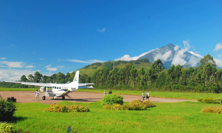 4-Day Fly-In Bwindi Double Gorilla Trekking Tour