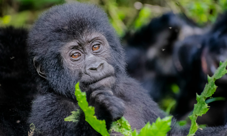 5-Day Fly-In Triple Gorilla Trekking Tour in Uganda