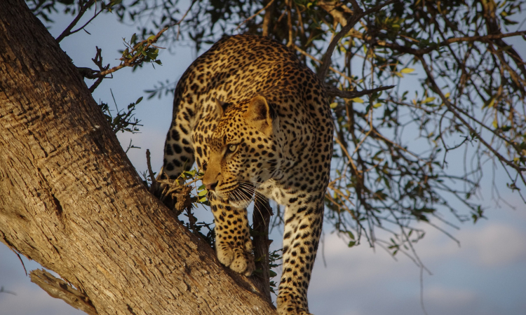 6-Day Bwindi Gorilla Trek & Masai Mara Luxury Safari Experience