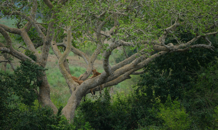 9-Day Uganda Luxury Safari to Bwindi & Kibale Forest National Parks