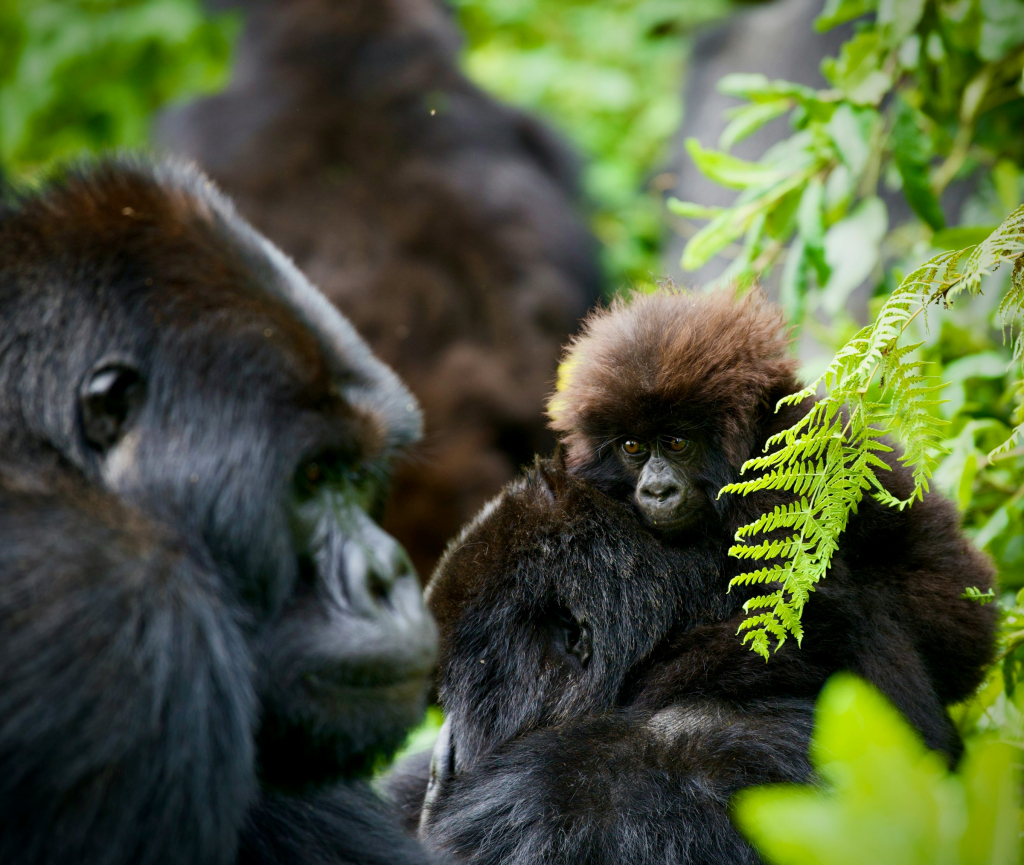 Gorilla Trekking in Volcanoes National Park