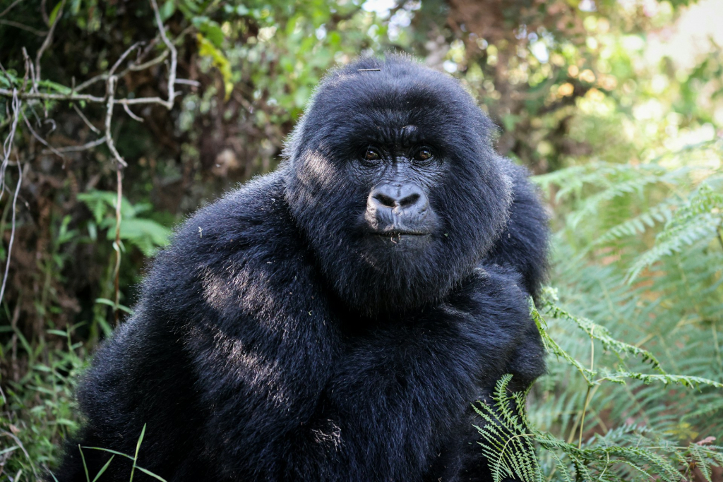 Detailed 4-Day Double Gorilla Trekking Tour Itinerary
