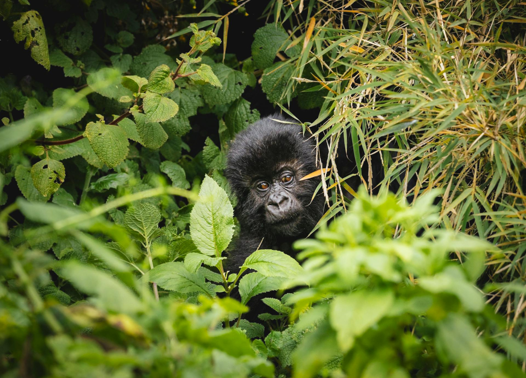 Trekking with Gorillas in Uganda